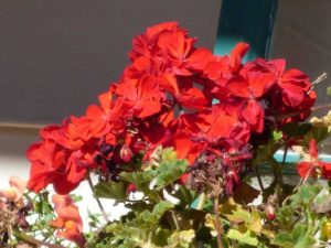 Lire la suite à propos de l’article Durée de vie des fleurs de géranium : que faire des géraniums après la floraison