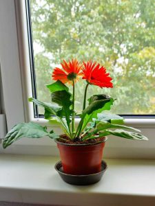 Lire la suite à propos de l’article Plantes d'intérieur Gerbera : Conseils pour cultiver des gerberas à l'intérieur