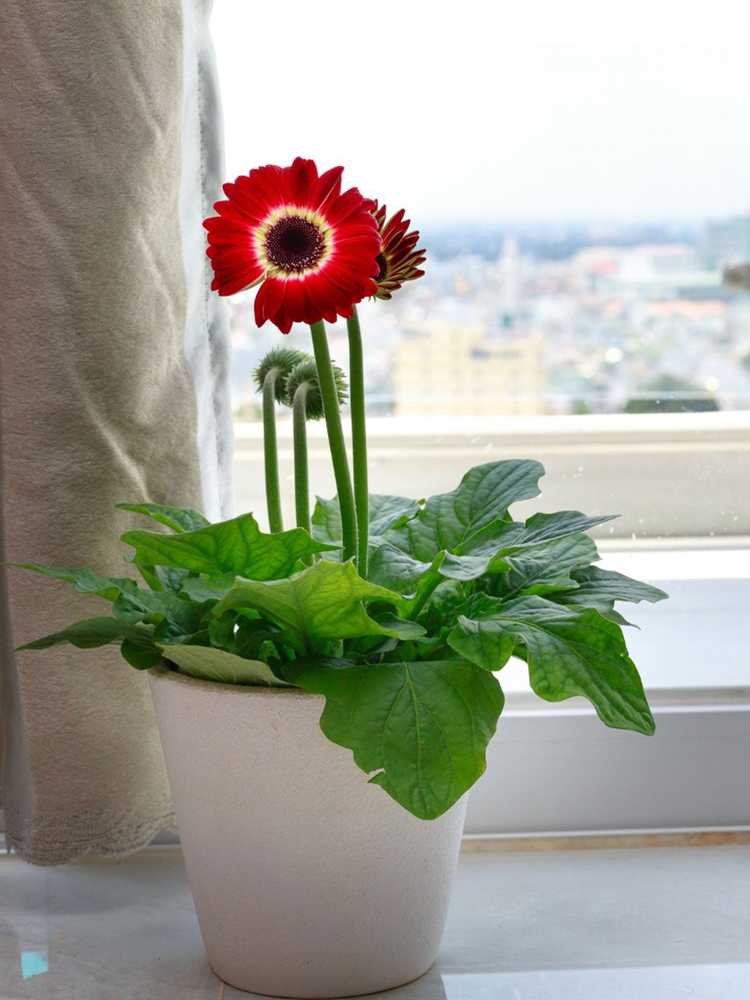 You are currently viewing Soins d'hiver des gerberas : comment hiverner les gerberas dans des conteneurs