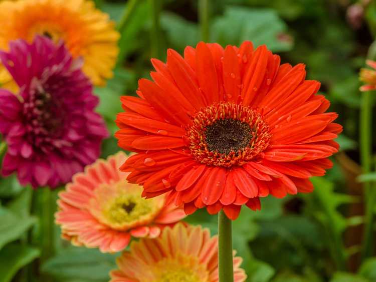 You are currently viewing Gerbera Daisy Care – Conseils sur la façon de cultiver des gerberas