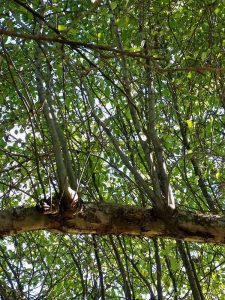 Lire la suite à propos de l’article Élimination des germes d'eau – Comment tailler les germes d'eau des pommiers