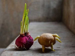 Lire la suite à propos de l’article Jardin de ferraille de cuisine – Cultiver un potager rapide avec des enfants