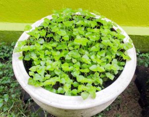 Lire la suite à propos de l’article Conseils de propagation des graines de Peperomia : Comment planter des graines de Peperomia