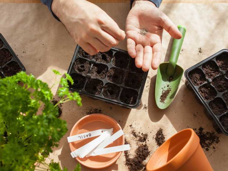 Lire la suite à propos de l’article Démarrage de semences bon marché – Comment faire germer des graines à la maison