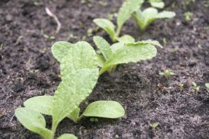 Lire la suite à propos de l’article Culture de graines de bourrache – Comment planter des graines de bourrache