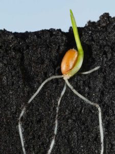 Lire la suite à propos de l’article Orientation de croissance des plantes – Comment les plantes savent-elles dans quelle direction se trouve le haut