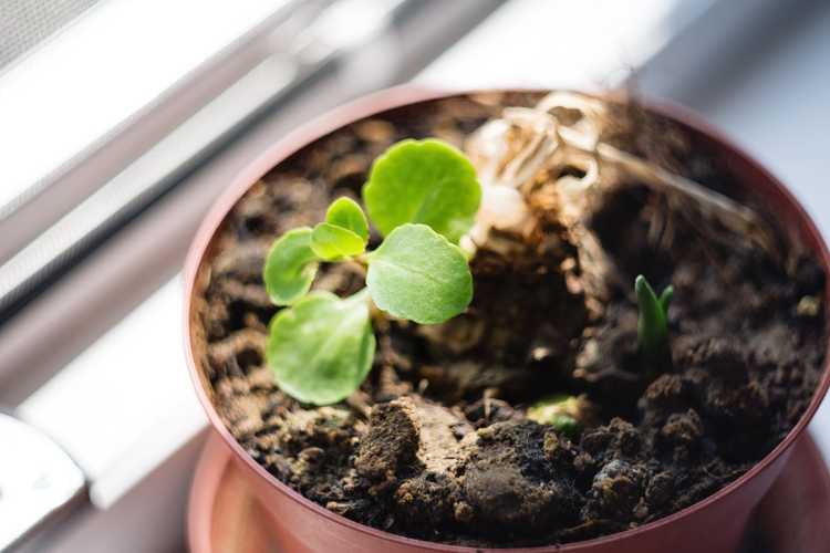 You are currently viewing Propagation de plantes d'intérieur : pouvez-vous faire pousser des plantes d'intérieur à partir de graines