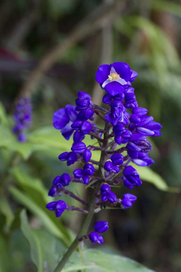 Lire la suite à propos de l’article Propagation du gingembre bleu : conseils pour cultiver des plants de gingembre bleu