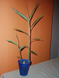 Lire la suite à propos de l’article Plantes hydroponiques de gingembre – Pouvez-vous faire pousser du gingembre dans l’eau
