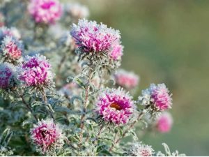 Lire la suite à propos de l’article Conseils pour sauver les plantes endommagées par le froid