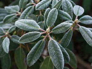 Lire la suite à propos de l’article Gel sur les plantes – Informations sur les fleurs et les plantes tolérantes au gel