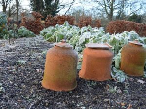 Lire la suite à propos de l’article Tâches du potager d’hiver : entretenir un potager pendant l’hiver