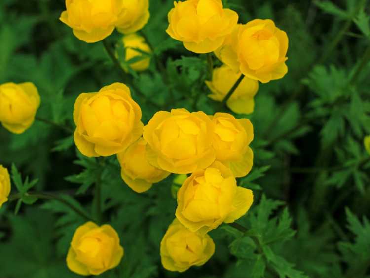 You are currently viewing Soins Globeflower: Cultiver des Globeflowers dans le jardin