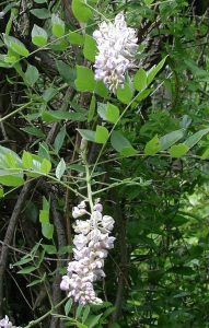 Lire la suite à propos de l’article Plantes de glycine du Kentucky: prendre soin de la glycine du Kentucky dans les jardins