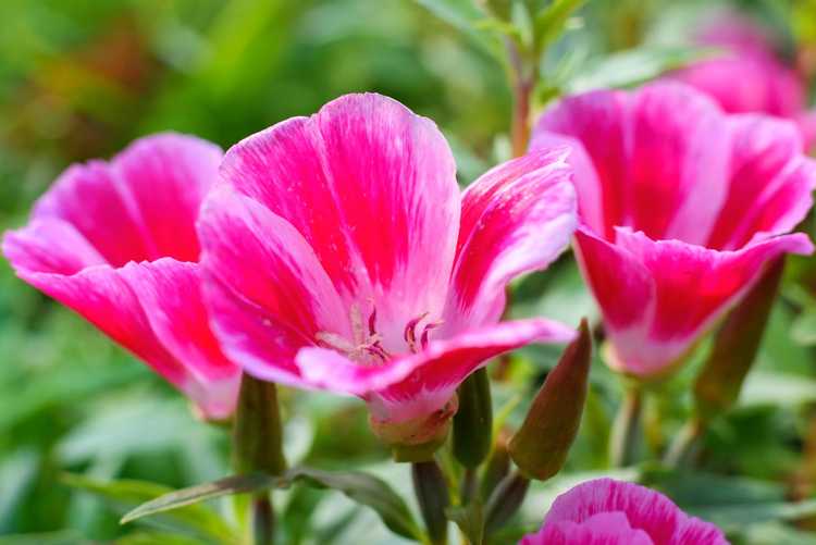 You are currently viewing Informations sur la plante Godetia – Qu'est-ce qu'une fleur d'adieu au printemps