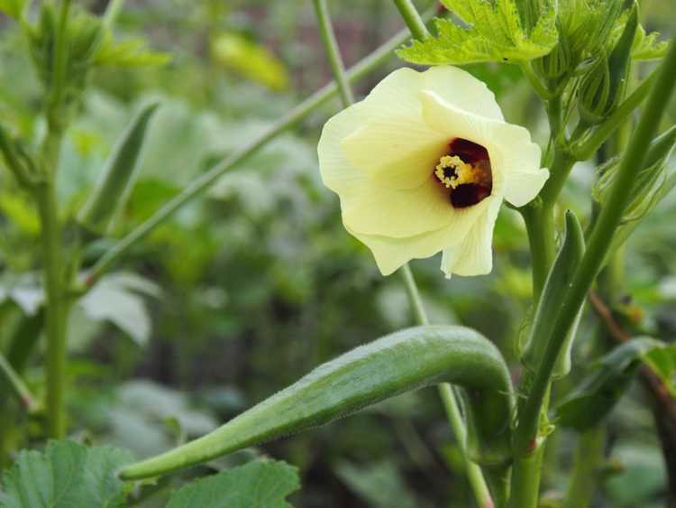 You are currently viewing Fusariose du gombo: traiter la maladie de la fusariose du gombo dans les jardins