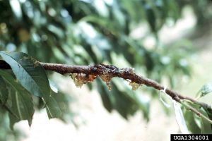 Lire la suite à propos de l’article Informations sur le champignon de la gommose des pêches – Traiter les pêches avec la gommose fongique