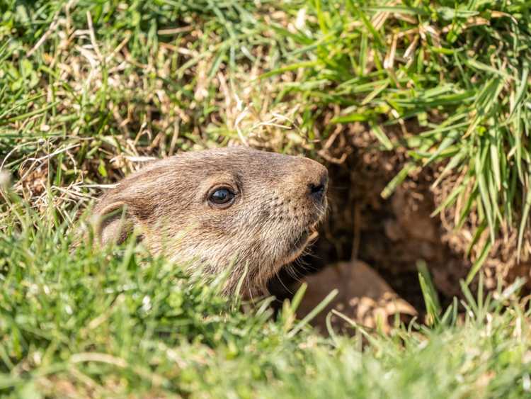 You are currently viewing Éliminez les Gophers avec un répulsif Gopher ou d’autres moyens de contrôle des Gophers