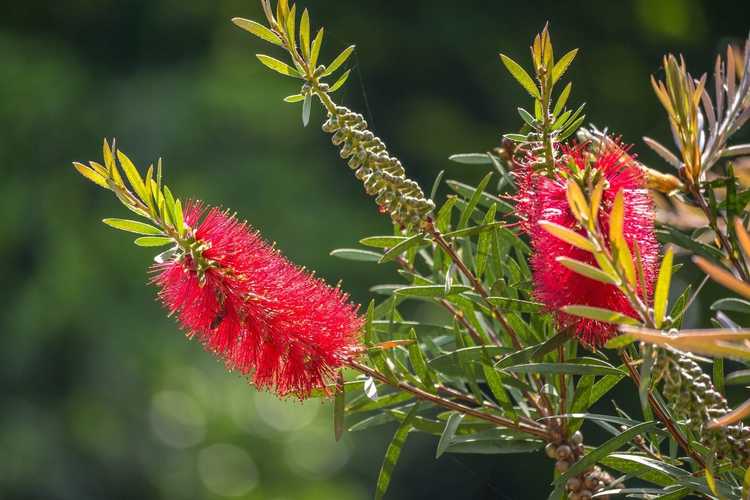 You are currently viewing Traiter les plantes malades de la brosse à bouteille: en savoir plus sur les maladies de la brosse à bouteille