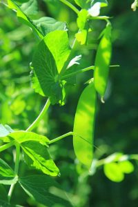 Lire la suite à propos de l’article Que sont les pois à gousses comestibles : découvrez les pois avec des gousses comestibles