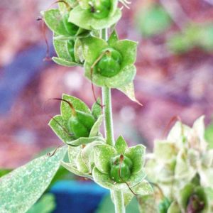 Lire la suite à propos de l’article Entretien hivernal de Foxglove : En savoir plus sur l'entretien des plantes Foxglove en hiver