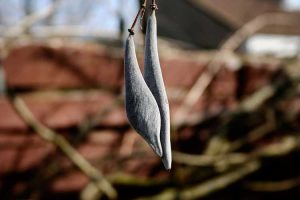 Lire la suite à propos de l’article Comment faire pousser des graines de glycine : Cultiver de la glycine à partir de gousses