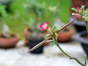 Lire la suite à propos de l’article Économie de graines de rose du désert – Quand cueillir des gousses de graines de rose du désert