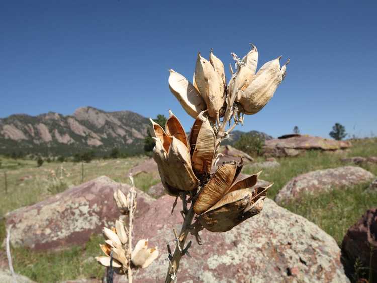 You are currently viewing Propagation des gousses de graines de yucca : conseils pour planter des graines de yucca