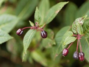 Lire la suite à propos de l’article Conserver les gousses de fuchsia : comment récolter les graines de fuchsia