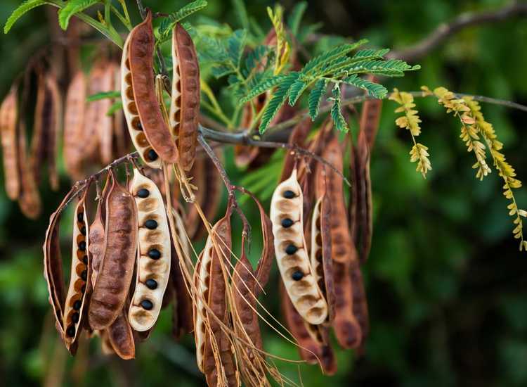 You are currently viewing Propagation des acacias – Apprenez à cultiver de nouveaux acacias