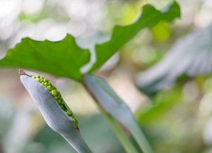 Lire la suite à propos de l’article Gousses de graines sur les plantes à oreilles d'éléphant: les oreilles d'éléphant d'Alocasia ont-elles des graines