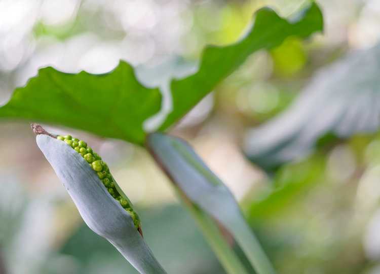 You are currently viewing Gousses de graines sur les plantes à oreilles d'éléphant: les oreilles d'éléphant d'Alocasia ont-elles des graines