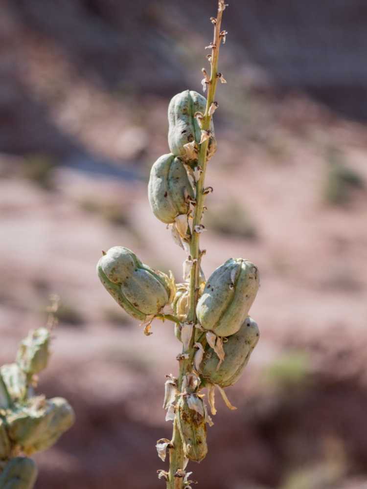 Lire la suite à propos de l’article Propagation de la plante de yucca