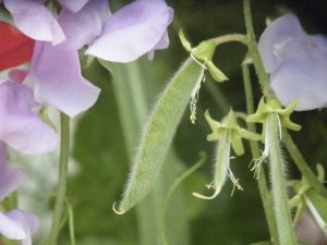 Lire la suite à propos de l’article Gousses de pois de senteur : conseils pour récolter les graines de pois de senteur