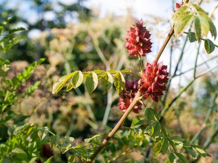 You are currently viewing Qu'est-ce qu'une plante de réglisse – Pouvez-vous cultiver des plantes de réglisse