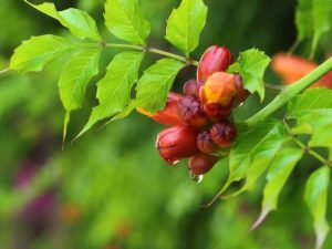 Lire la suite à propos de l’article Chute des bourgeons de la vigne trompette : ma vigne trompette laisse tomber les bourgeons