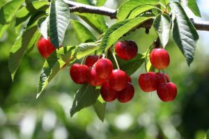 Lire la suite à propos de l’article Problèmes de chute de cerises – Au secours, mes cerises tombent de l'arbre