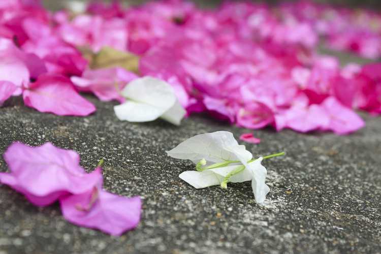 You are currently viewing Les fleurs de bougainvilliers tombent : raisons de la chute des fleurs de bougainvilliers