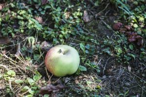 Lire la suite à propos de l’article Les pommiers perdent leurs fruits : raisons pour lesquelles les pommes tombent prématurément