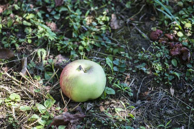 You are currently viewing Les pommiers perdent leurs fruits : raisons pour lesquelles les pommes tombent prématurément