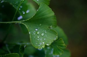 Lire la suite à propos de l’article Besoins en eau du ginkgo : comment arroser les arbres de ginkgo