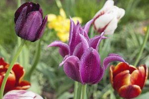 Lire la suite à propos de l’article Types de fleurs de tulipes : découvrez les différentes variétés de tulipes