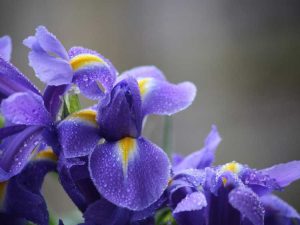 Lire la suite à propos de l’article Cultiver un jardin pluvial fleuri : sélectionner des fleurs pour les jardins pluviaux