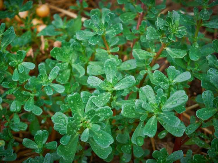 You are currently viewing Herbe de pourpier fraîche – Qu'est-ce que le pourpier et les soins apportés à la plante de pourpier