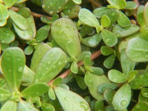 Lire la suite à propos de l’article Mauvaises herbes dans le jardin : identifier les mauvaises herbes de base