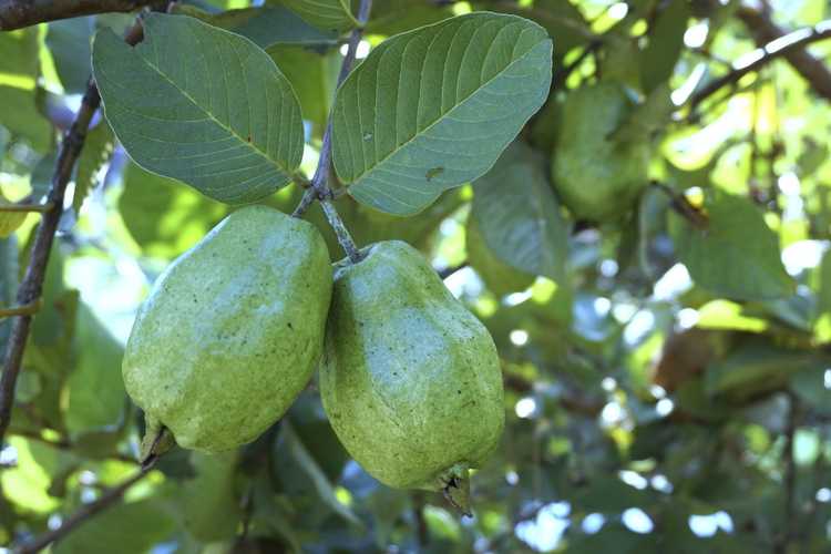 You are currently viewing Conseils sur la récolte des goyaves – Quand les fruits de la goyave sont-ils mûrs