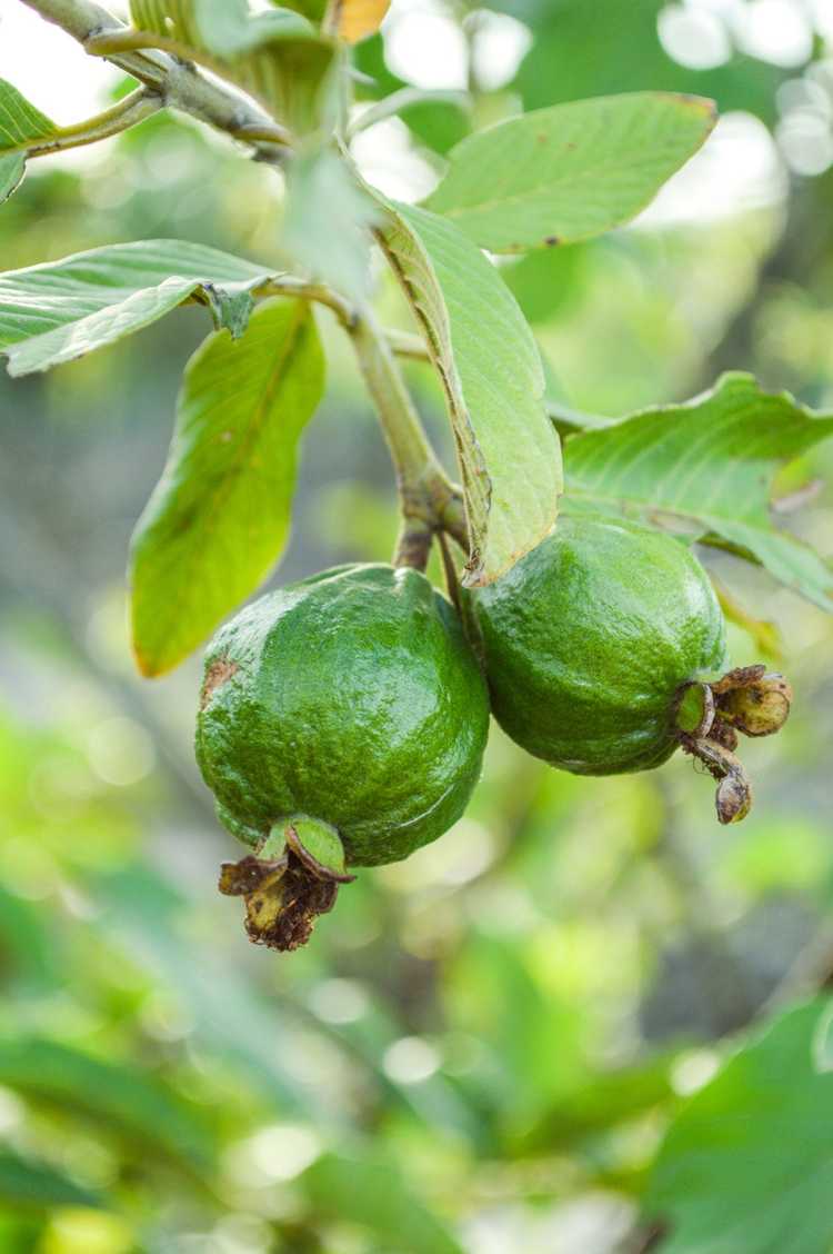 You are currently viewing Plantes de goyave: comment cultiver et entretenir les arbres fruitiers de goyave