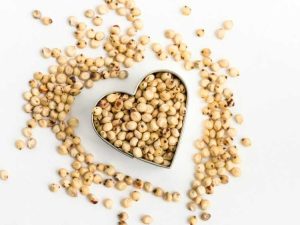 Lire la suite à propos de l’article Céréales sans gluten : comment cultiver du sorgho comme substitut sans gluten