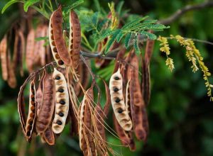 Lire la suite à propos de l’article Comment planter des graines d'acacia – Conseils pour semer des graines d'acacia