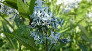 Lire la suite à propos de l’article Semer des graines d'étoile bleue – Quand et comment planter des graines d'amsonia